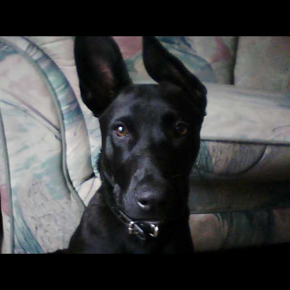 Meet your Posher, Kelly